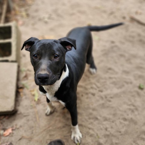 Gamora, an adoptable Labrador Retriever, Mixed Breed in Hopkins, SC, 29061 | Photo Image 2