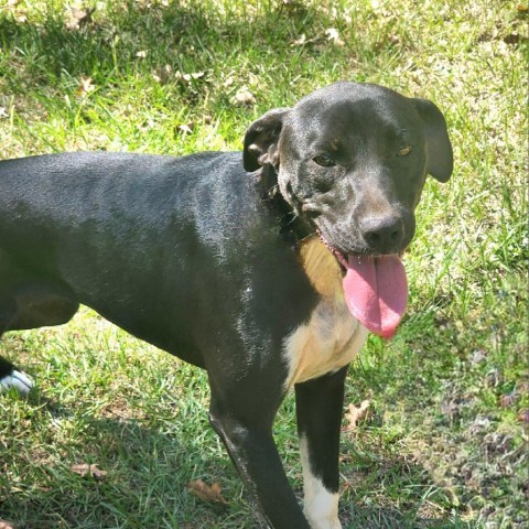 Gamora, an adoptable Labrador Retriever, Mixed Breed in Hopkins, SC, 29061 | Photo Image 3