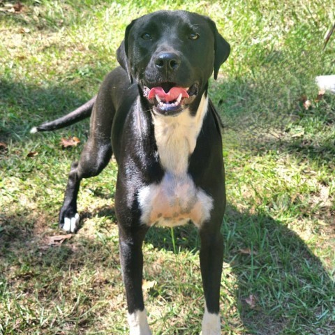 Gamora, an adoptable Labrador Retriever, Mixed Breed in Hopkins, SC, 29061 | Photo Image 3