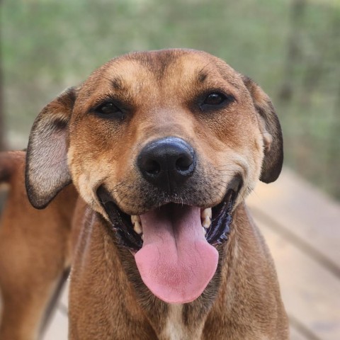 Raven, an adoptable Labrador Retriever, Mixed Breed in Hopkins, SC, 29061 | Photo Image 1