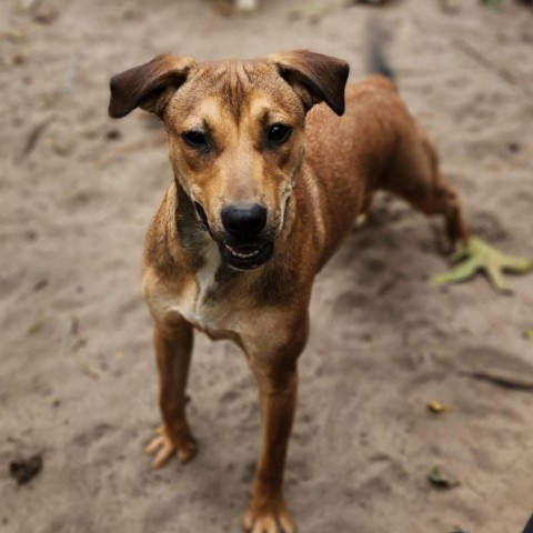 Raven, an adoptable Labrador Retriever, Mixed Breed in Hopkins, SC, 29061 | Photo Image 2