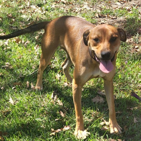 Raven, an adoptable Labrador Retriever, Mixed Breed in Hopkins, SC, 29061 | Photo Image 3