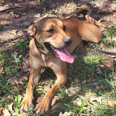 Raven, an adoptable Labrador Retriever, Mixed Breed in Hopkins, SC, 29061 | Photo Image 4