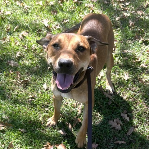 Raven, an adoptable Labrador Retriever, Mixed Breed in Hopkins, SC, 29061 | Photo Image 5