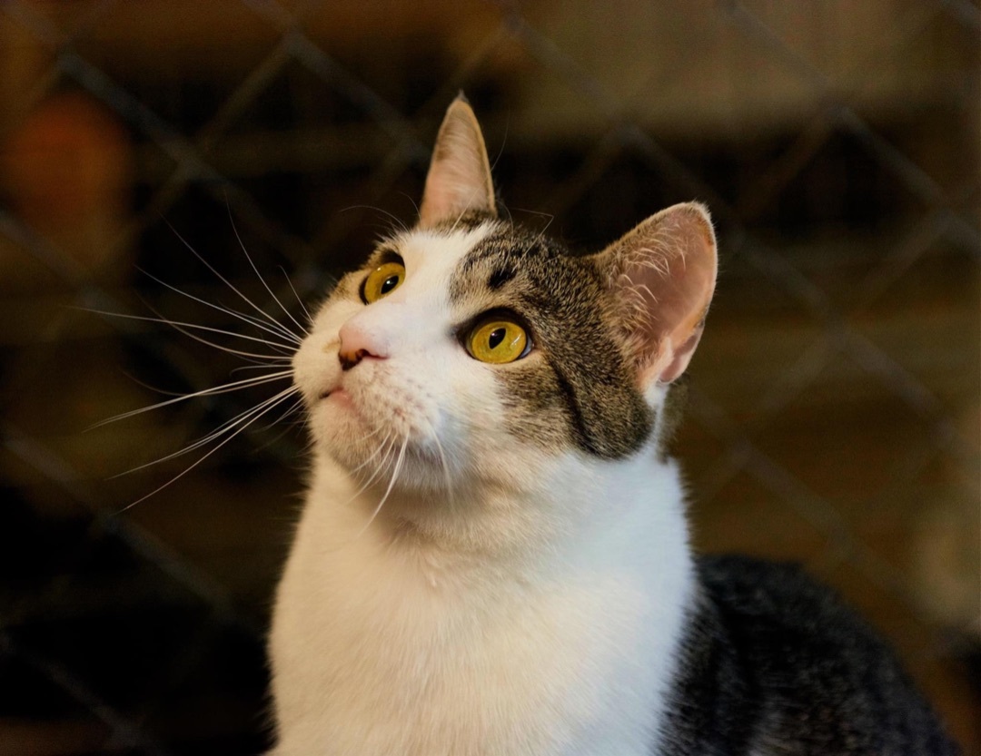 Tony (BONDED PAIR), an adoptable Domestic Short Hair in Bolton, CT, 06043 | Photo Image 1