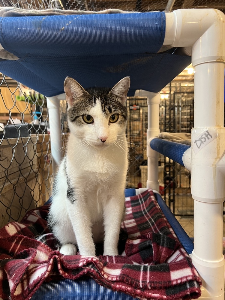 Tony (BONDED PAIR), an adoptable Domestic Short Hair in Bolton, CT, 06043 | Photo Image 3