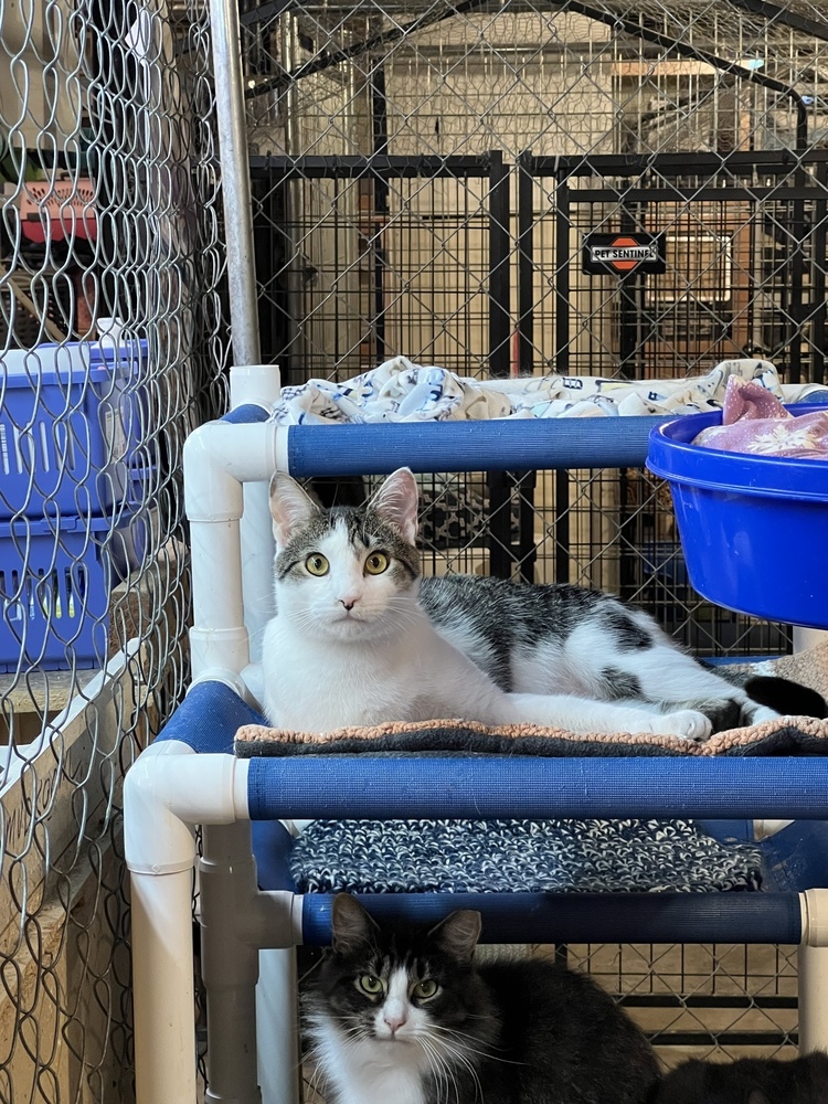 Tony (BONDED PAIR), an adoptable Domestic Short Hair in Bolton, CT, 06043 | Photo Image 6