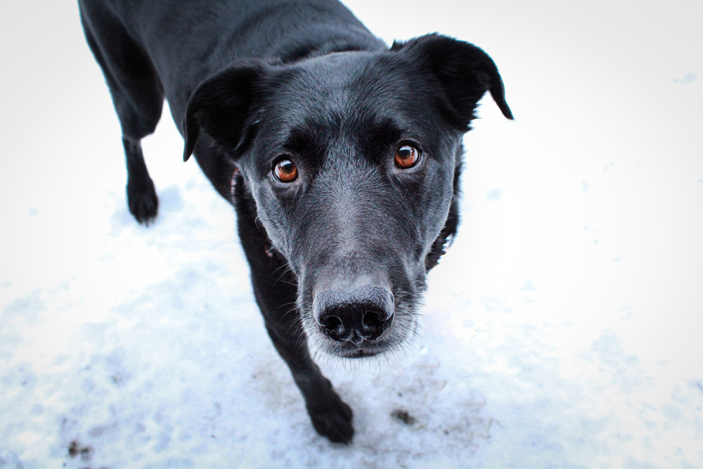 Oliver, an adoptable Labrador Retriever, Collie in Kenai, AK, 99611 | Photo Image 2