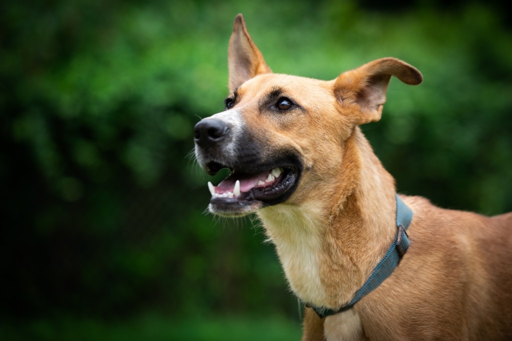 Maxwell, an adoptable Labrador Retriever, Shepherd in Forsyth, GA, 31029 | Photo Image 1