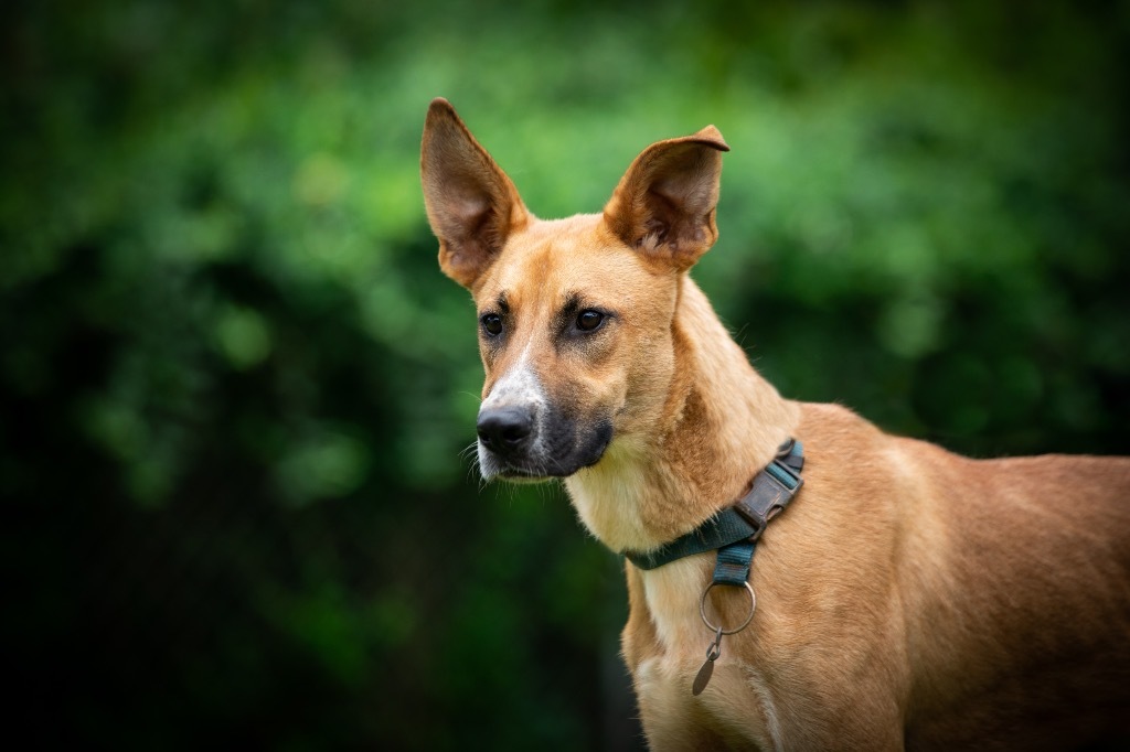 Maxwell, an adoptable Labrador Retriever, Shepherd in Forsyth, GA, 31029 | Photo Image 2