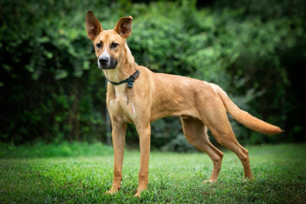 Maxwell, an adoptable Labrador Retriever, Shepherd in Forsyth, GA, 31029 | Photo Image 3