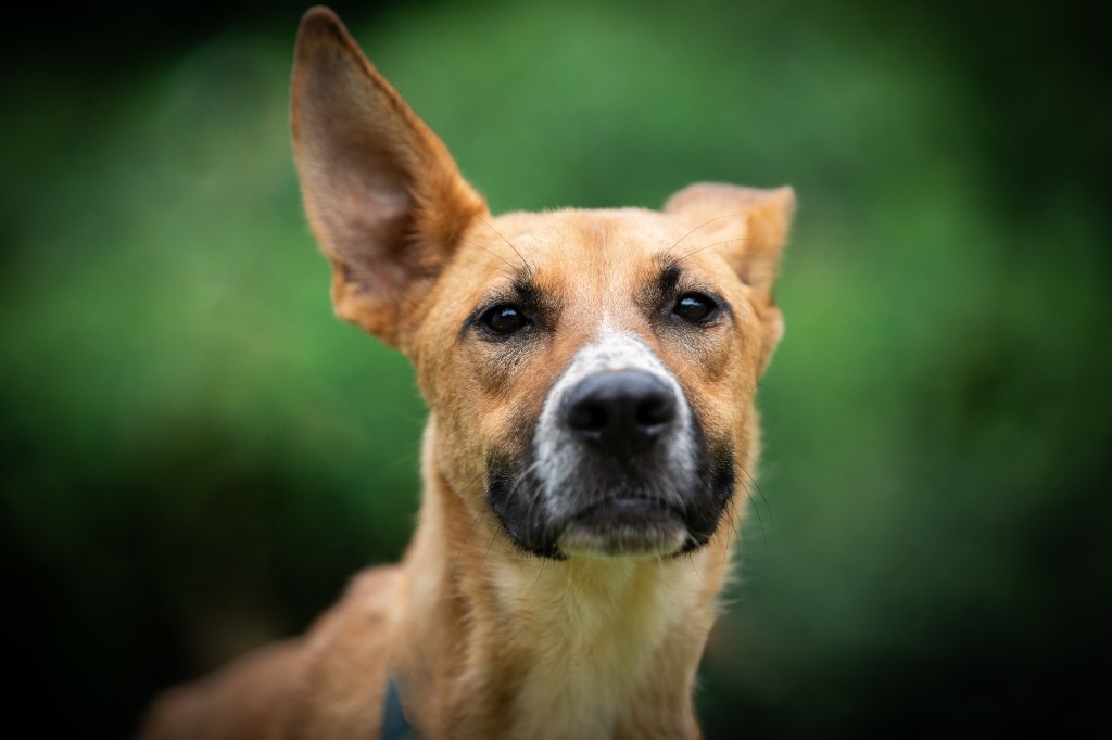 Maxwell, an adoptable Labrador Retriever, Shepherd in Forsyth, GA, 31029 | Photo Image 4