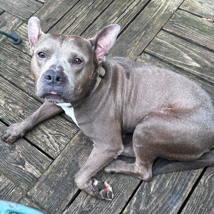 French bulldog and pitbull best sale terrier mix