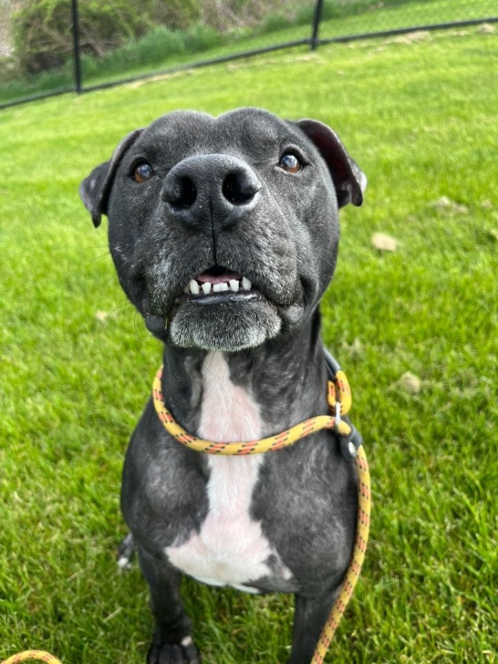 MOE, an adoptable Pit Bull Terrier in Wintersville, OH_image-1