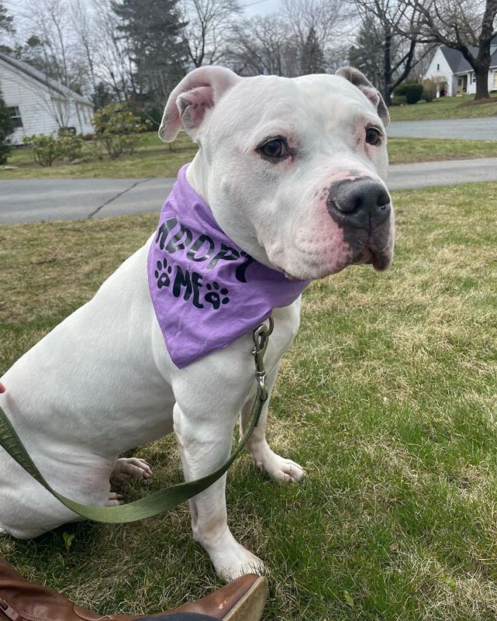 Winter, an adopted Pit Bull Terrier in Cranston, RI_image-2