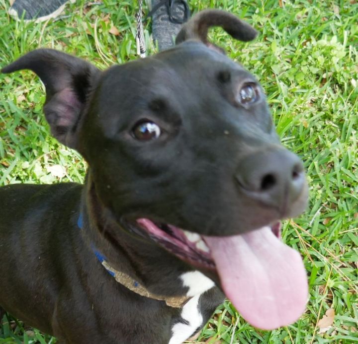 Boomer!  Personality + + +!, an adopted Pit Bull Terrier in St. Petersburg, FL_image-1