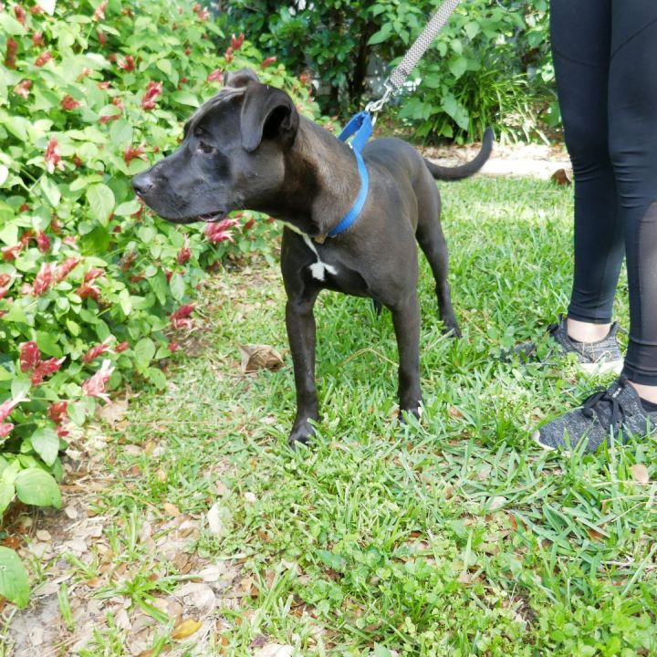 Boomer!  Personality + + +!, an adoptable Pit Bull Terrier in St. Petersburg, FL_image-2