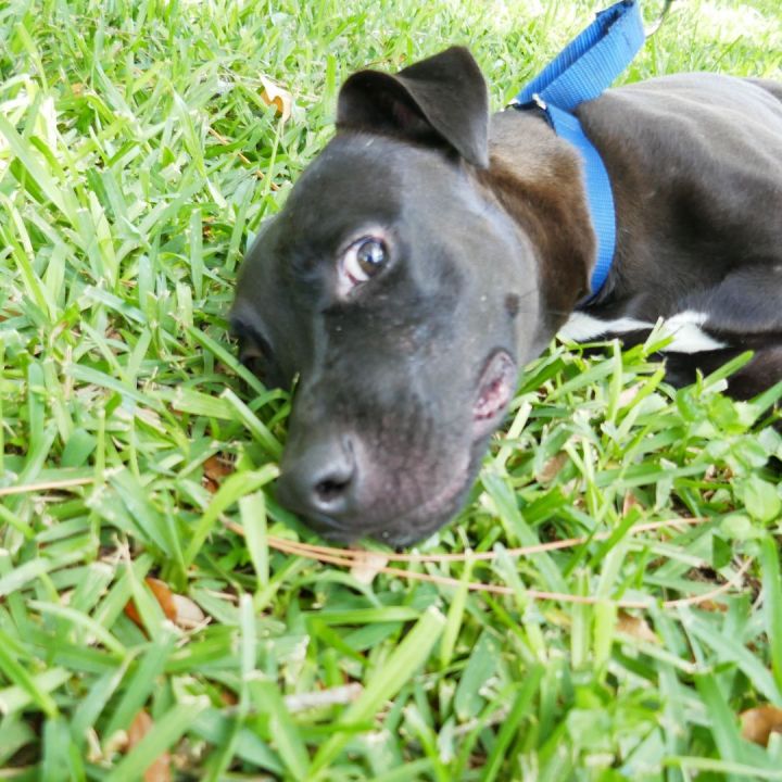 Boomer!  Personality + + +!, an adopted Pit Bull Terrier in St. Petersburg, FL_image-3