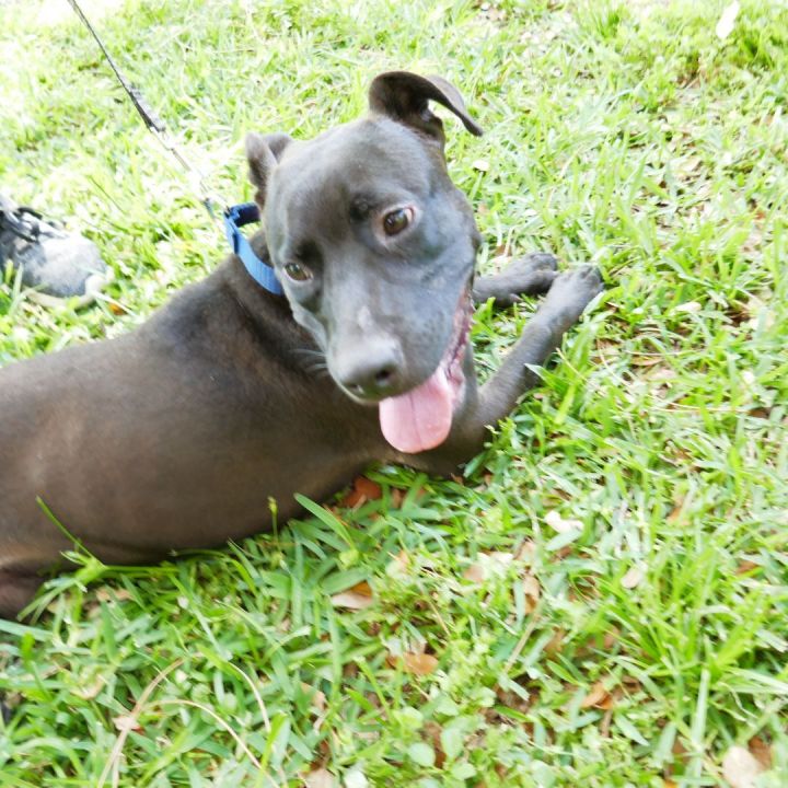 Boomer!  Personality + + +!, an adopted Pit Bull Terrier in St. Petersburg, FL_image-5