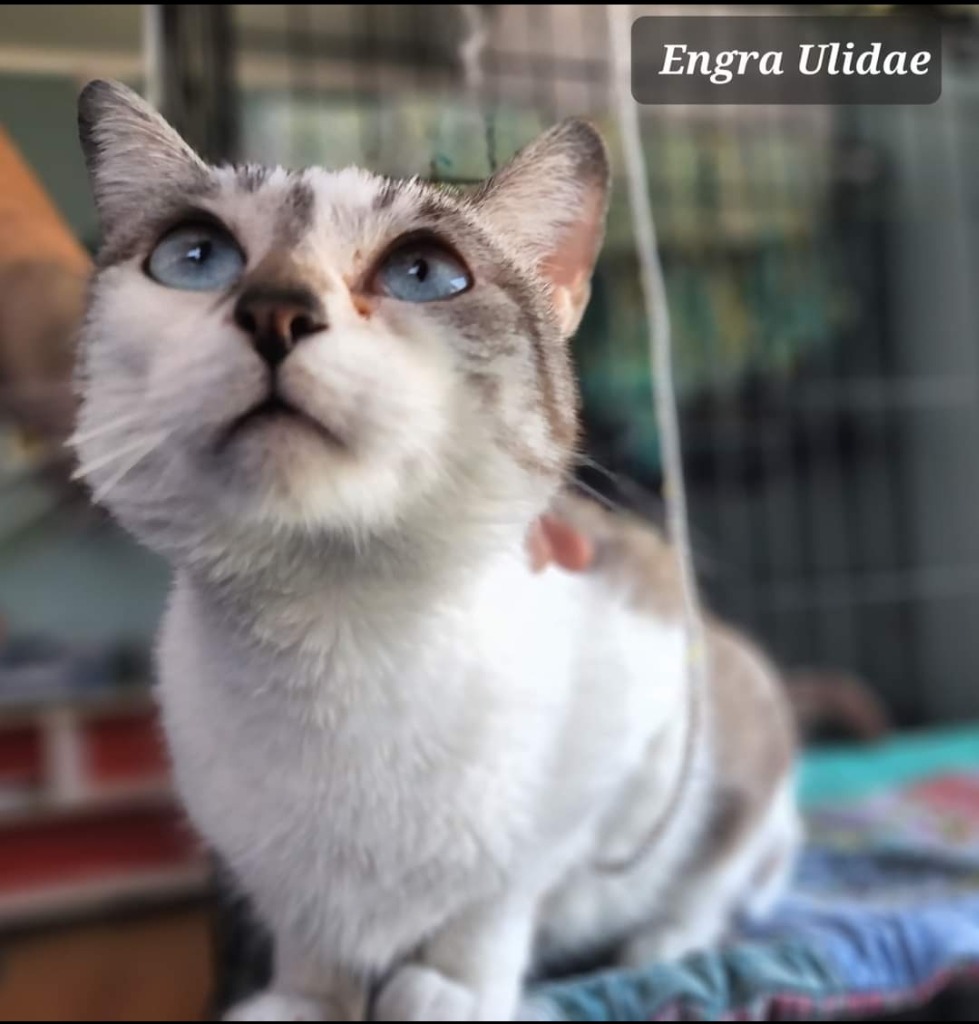 Engra Ulidae, an adoptable Siamese, Domestic Short Hair in El Dorado, AR, 71730 | Photo Image 1