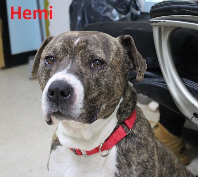 Hemi