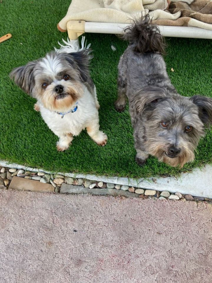 Toby and Obie, an adoptable Shih Tzu in Carlsbad, CA_image-1