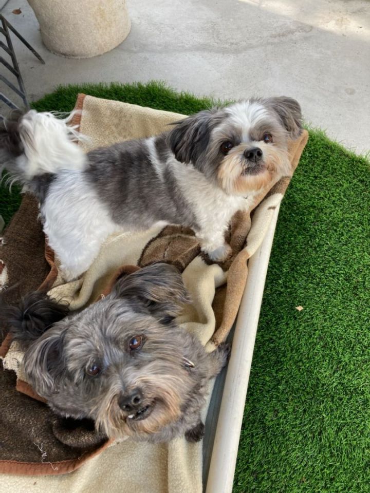 Toby and Obie, an adoptable Shih Tzu in Carlsbad, CA_image-2