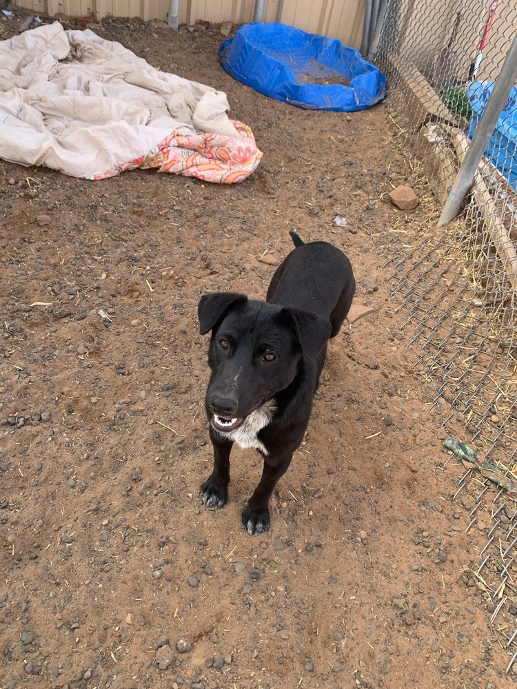 Yenna, an adoptable Cattle Dog, Collie in Page, AZ, 86040 | Photo Image 2