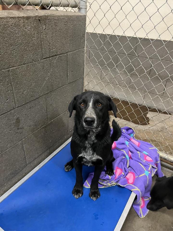 Dan, an adoptable Retriever, Mixed Breed in Page, AZ, 86040 | Photo Image 1