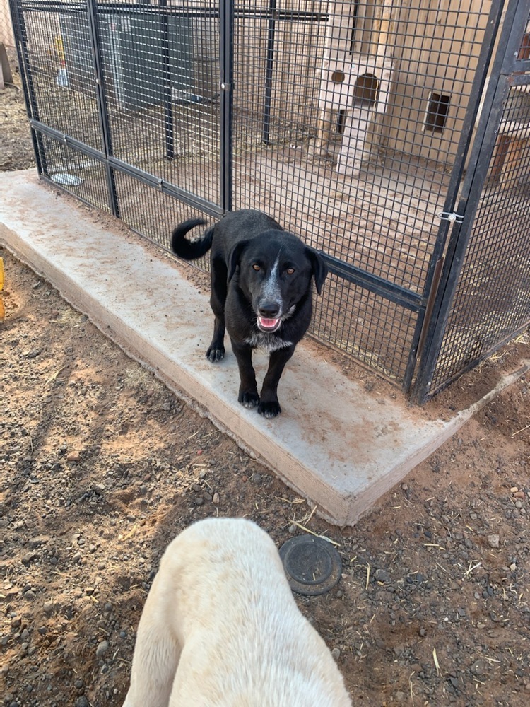 Dan, an adoptable Retriever, Mixed Breed in Page, AZ, 86040 | Photo Image 2