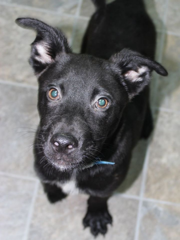 Guiness, an adoptable Mixed Breed in Neillsville, WI_image-1