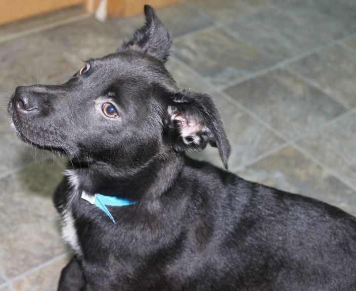 Guiness, an adoptable Mixed Breed in Neillsville, WI_image-5