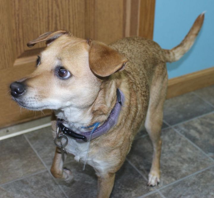 Mikie, an adoptable Mixed Breed in Neillsville, WI_image-3