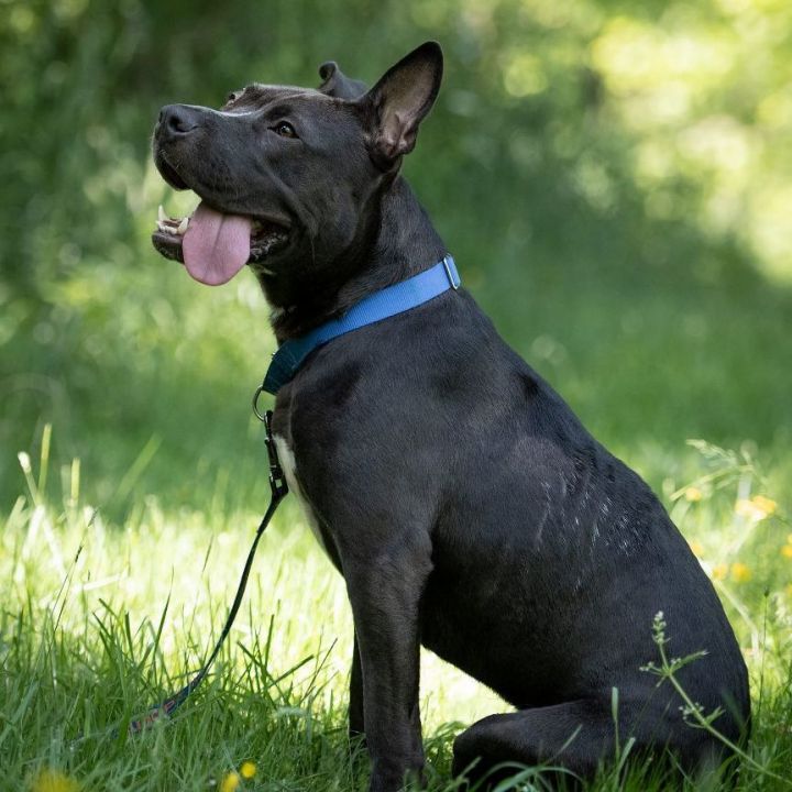 Vader, an adoptable American Staffordshire Terrier & Shepherd Mix in Westminster, MD_image-3
