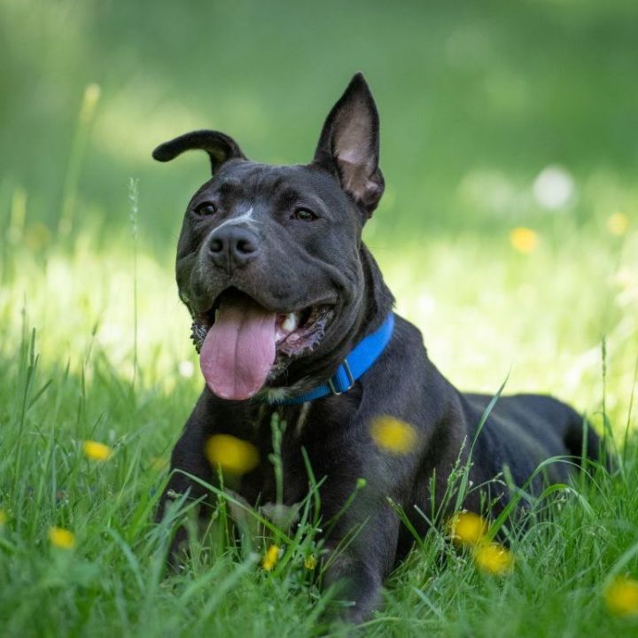 Vader, an adoptable American Staffordshire Terrier & Shepherd Mix in Westminster, MD_image-5