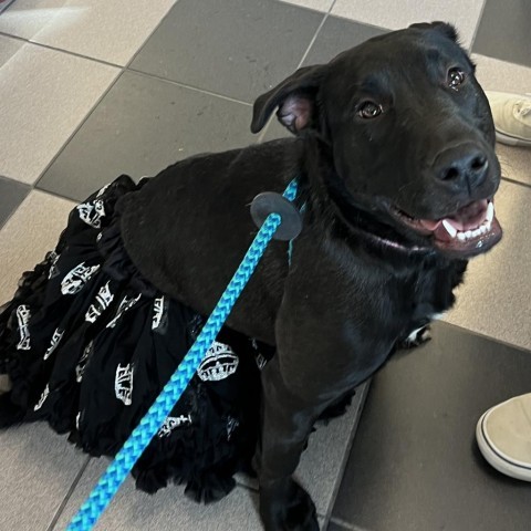 Diva/Kimi, an adoptable Labrador Retriever, Pit Bull Terrier in Benton City, WA, 99320 | Photo Image 3