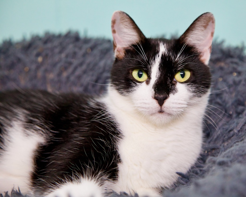 Clause, an adoptable Domestic Short Hair in Fort Lauderdale, FL, 33304 | Photo Image 1