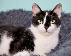 Clause, Adult Female unknown