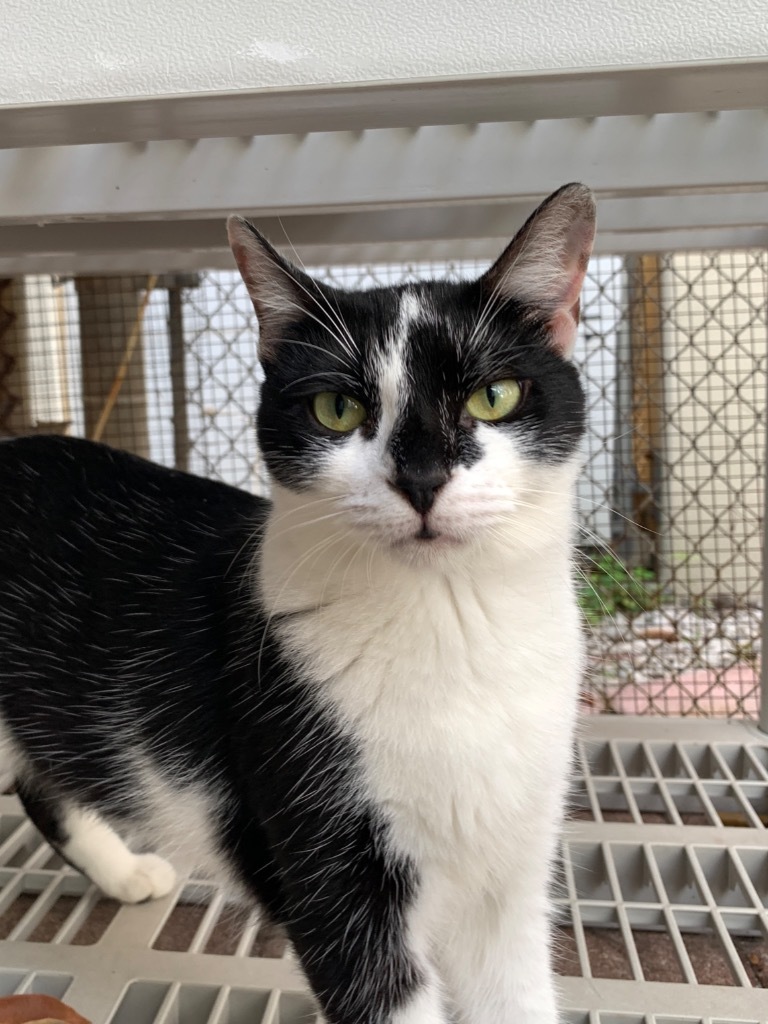 Clause, an adoptable Domestic Short Hair in Fort Lauderdale, FL, 33304 | Photo Image 2