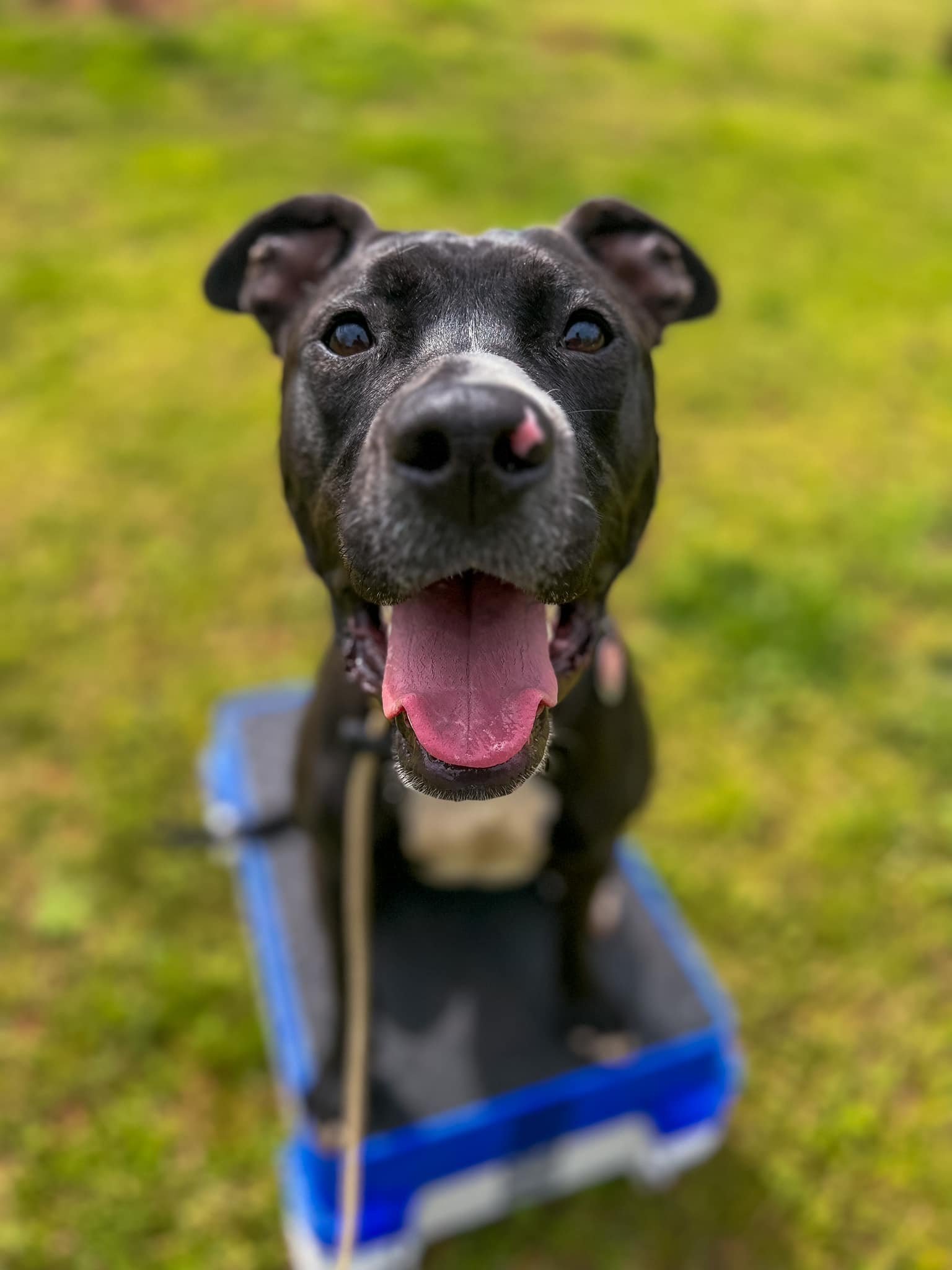 Pippin, an adoptable Terrier in Greenville, SC, 29617 | Photo Image 3