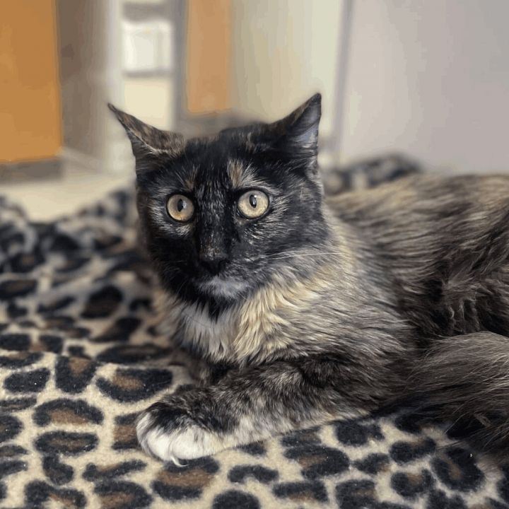 Nyx, an adopted Domestic Medium Hair in Rifle, CO_image-1