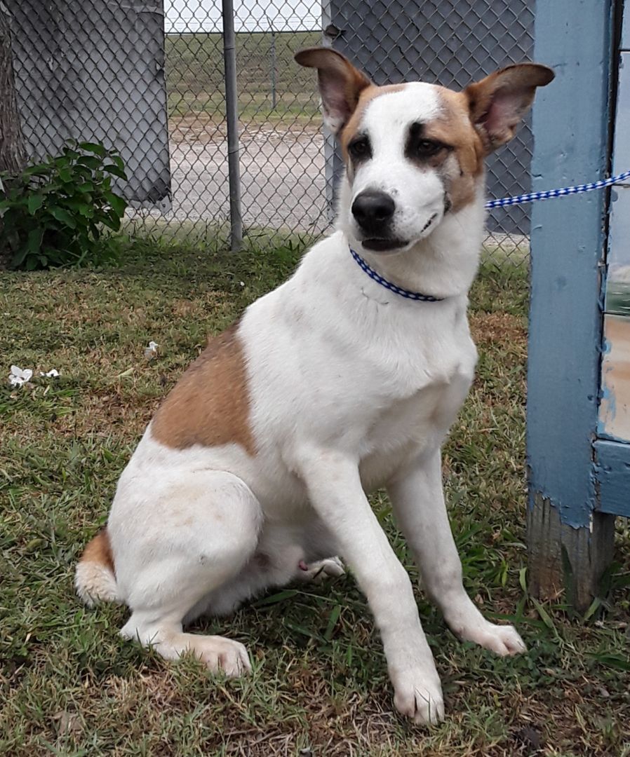 TOBI, an adoptable Collie, Shepherd in Port Isabel, TX, 78578 | Photo Image 1
