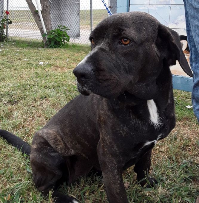 Cane corso hot sale basset hound mix