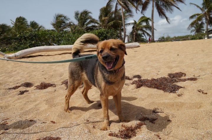 Vader, an adoptable Chow Chow & German Shepherd Dog Mix in Loiza, PR_image-1