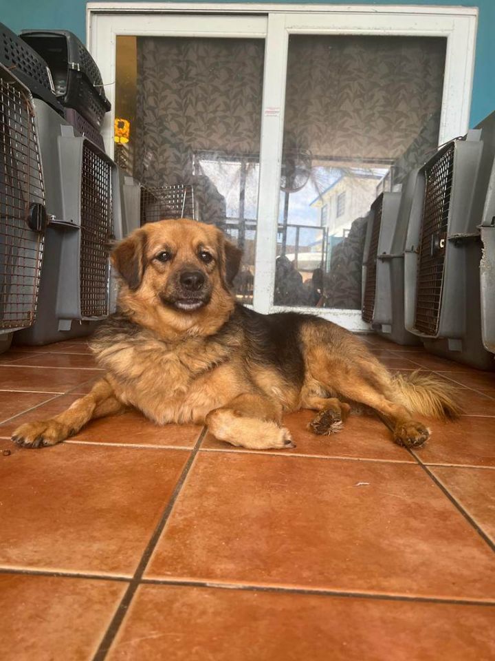 Vader, an adoptable Chow Chow & German Shepherd Dog Mix in Loiza, PR_image-5