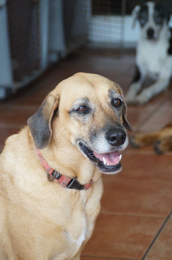 Sukie, an adoptable Labrador Retriever Mix in Loiza, PR_image-2