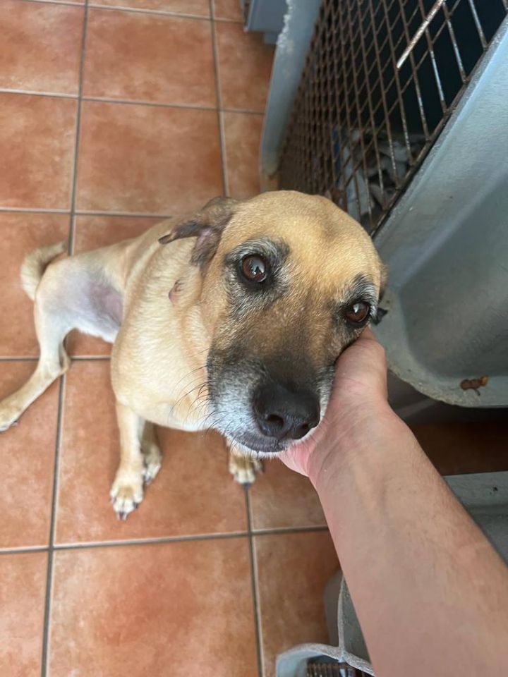 Sukie, an adoptable Labrador Retriever Mix in Loiza, PR_image-2