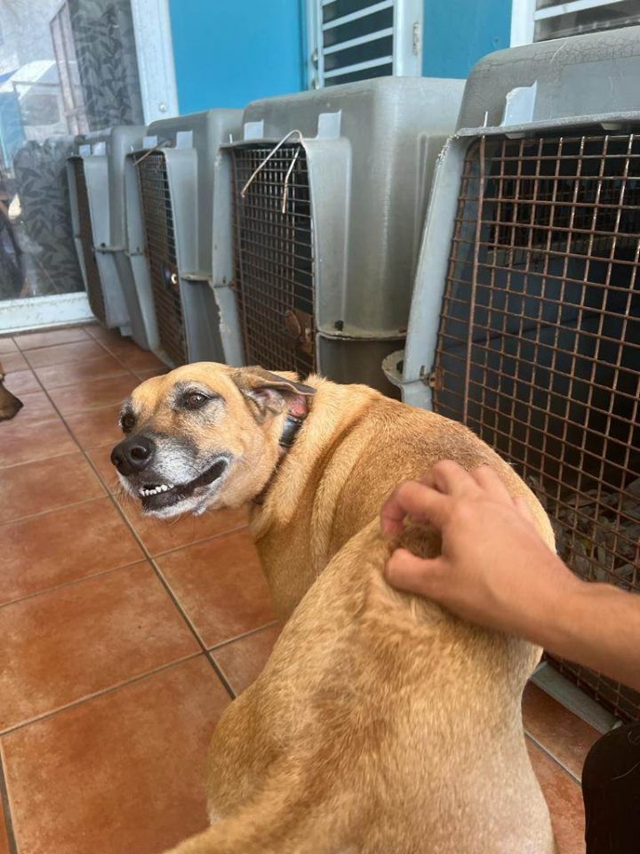 Sukie, an adoptable Labrador Retriever Mix in Loiza, PR_image-3