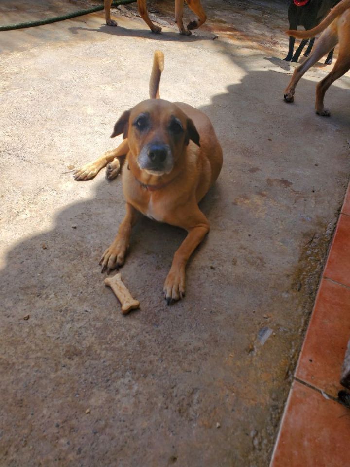Sukie, an adoptable Labrador Retriever Mix in Loiza, PR_image-4