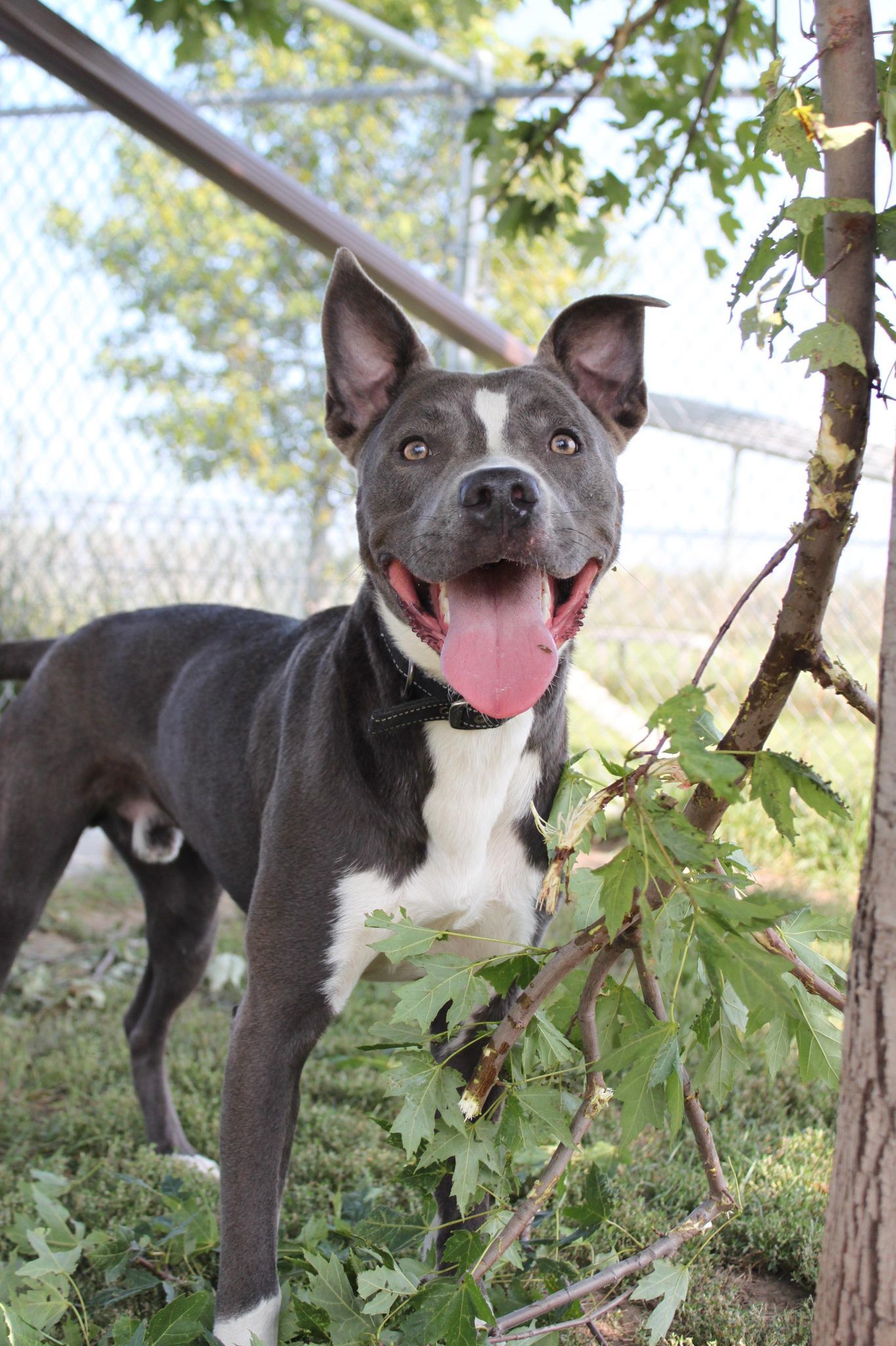 Rowen (long-term resident/sponsored fee), an adoptable Pit Bull Terrier, German Shepherd Dog in Austin, MN, 55912 | Photo Image 1